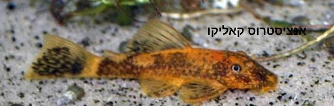 אנציסטרוס קאליקו
