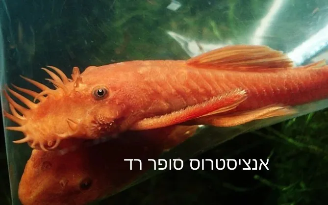 אנציסטרוס סופר רד