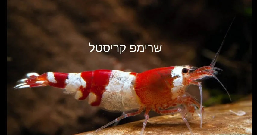 שרימפ קריסטל