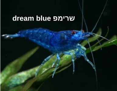 שרימפ Dream Blue