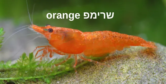 שרימפ Orange