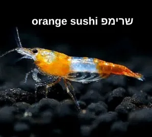 שרימפ Orange Sushi
