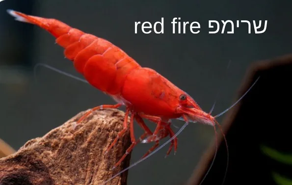 שרימפ Red Fire