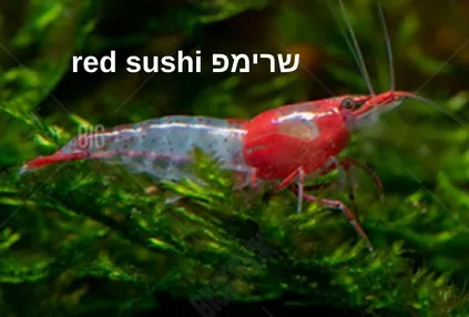 שרימפ Red Sushi
