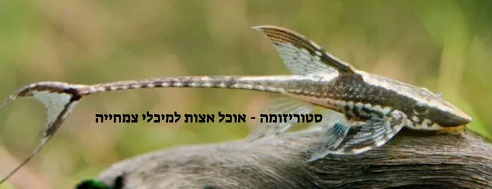סטוריזומה