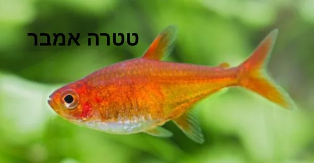 טטרה אמבר
