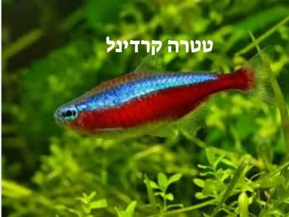 טטרה קרדינל