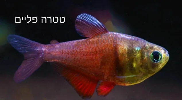 טטרה פליים