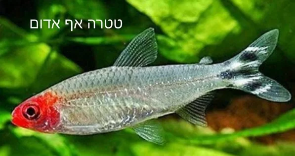 טטרה אף אדום