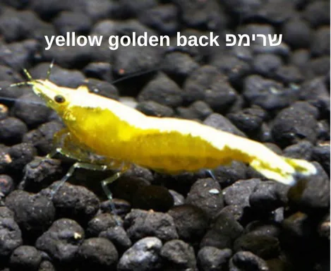 שרימפ Yellow Golden Back